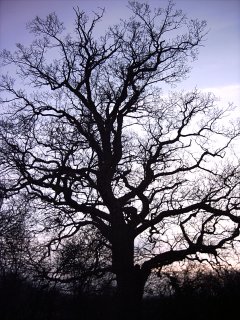 Sunset tree